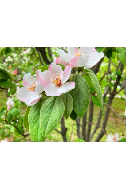 Айва яблуковидна Олена цвітіння